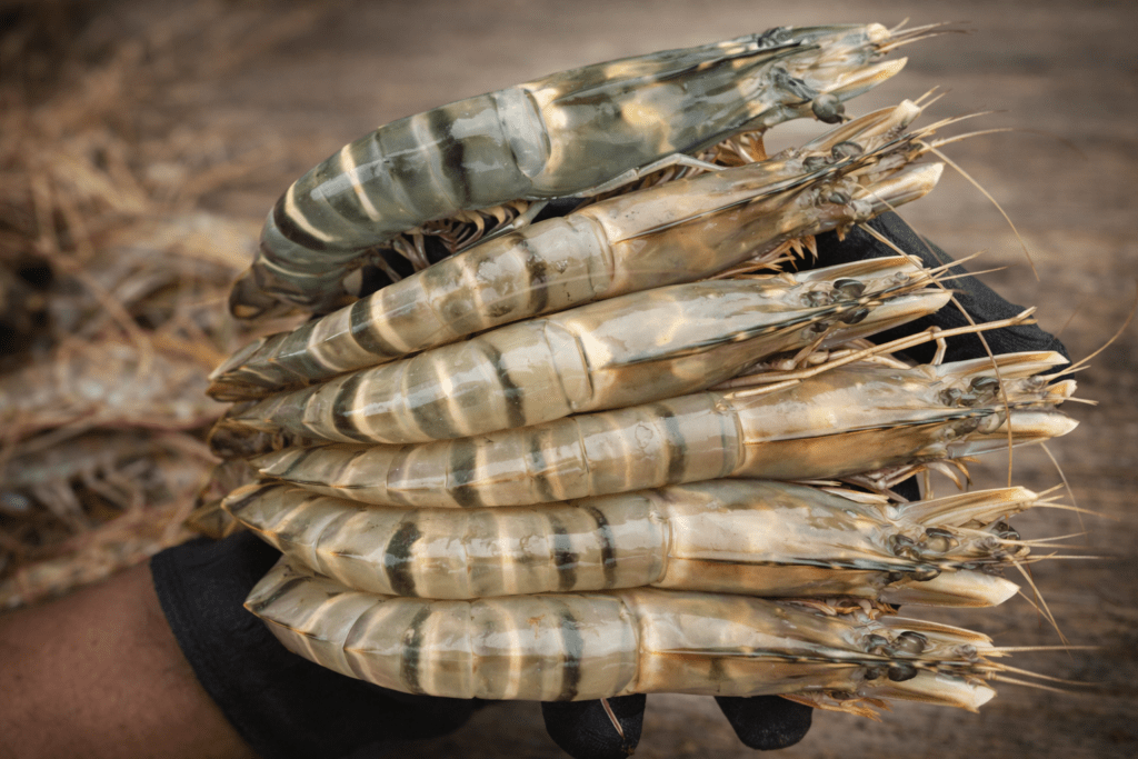 Chingri local seafood fresh raw prawns for HoReCa kitchen supply