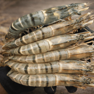 Chingri local seafood fresh raw prawns for HoReCa kitchen supply