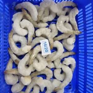 Prawn 16/20 PDTO
