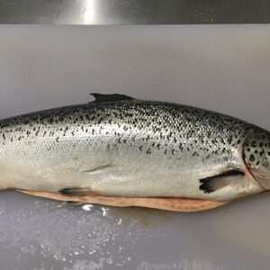 Fresh Salmon (KGS)