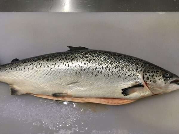 Fresh Salmon (KGS)
